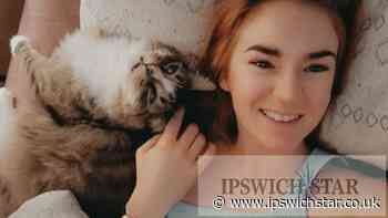 Ipswich pet owner blames cat food for kitten death - Ipswich Star