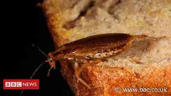 Cockroaches and rat droppings found in Birmingham food outlets - BBC News