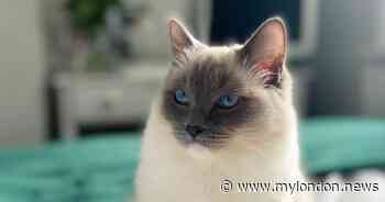 Sainsbury's and Pets at Home recall cat food after more than 150 cats die - My London