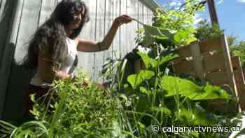 Home Harvest program picks excess produce from Calgary gardens, donates to charities - CTV Toronto