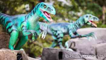 A weekend on the wild side: What to do in Calgary June 25-27 - CTV Toronto