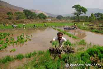 India's Digital Database for Farmers AgriStack Piloted by Microsoft Stirs Fears About Privacy, Exclusion