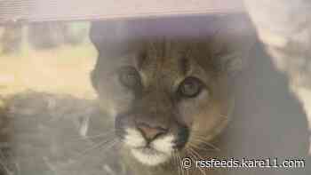 Anastasia the rescued cougar kitten recovering at Sandstone Wildcat Sanctuary