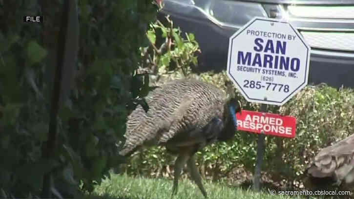 Tracy City Leaders Urge People To Scare Peacocks Off On Their Own, Citing $30K Cost To Relocate Them