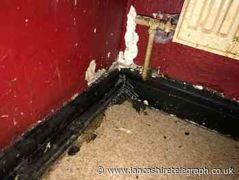 Blackburn family horror as rats bite children and damage home over five years