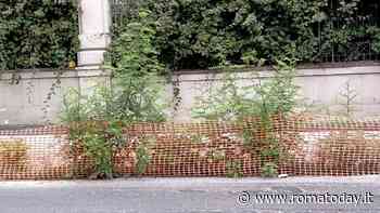 Portuense, il cantiere della preferenziale è fermo: “Intanto stanno ricrescendo gli alberi abbattuti” - RomaToday