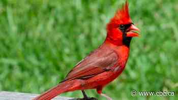 5 things you may not know about London's new official bird: the Northern Cardinal - CBC.ca