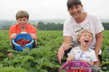 Erdbeerernte im Vogtland läuft - Freie Presse