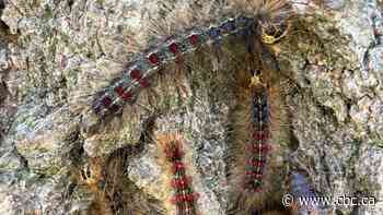 Why a gypsy moth caterpillar infestation is breaking records in central Canada