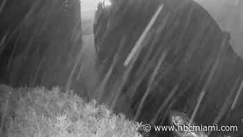 Neighbor's Home Surveillance Captures Dust Filling Streets During Condo Collapse