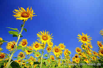 Was ist der Siebenschläfertag?