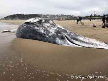 45-foot-long dead whale washes up on San Francisco's most popular beach - SF Gate
