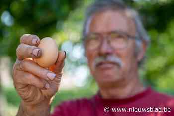 Onderzoek: ei uit Zwijndrecht bevat ruim 200 keer zoveel PFOS als ei uit Bornem of Rijkevorsel