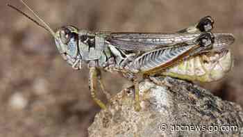Hungry grasshoppers spurred by US drought threaten rangeland