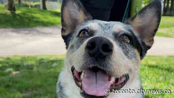 Toronto animal rescue struggling to find foster families - CityNews Toronto