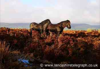 Photographs shine in an East Lancashire nature special