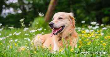 Disease-causing ticks hitch a ride inside on your dog. How to safely get them off     - CNET