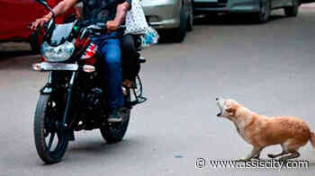 Cachorros soltos na rua provocam acidente com moto em Assis e tutora é condenada - Assiscity