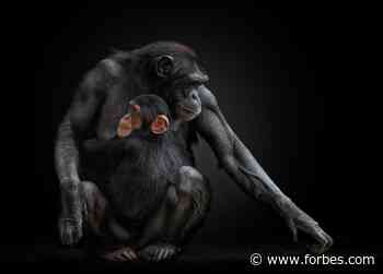 Beautiful Animals And People: 22 Prizewinning Photos From Creative Photography Siena Awards 2021 - Forbes