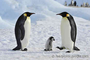 10 Animals That Make 'Milk' and Aren’t Mammals