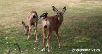 Oh deer… daycare? How a neighbour’s garden left a fawn-tastic legacy in Lethbridge