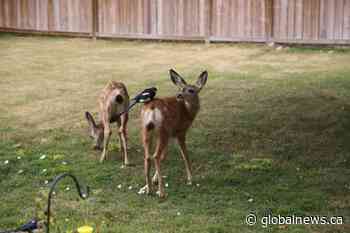 A fawn-tastic legacy in Lethbridge