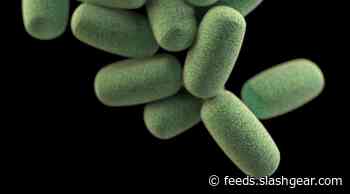 Eating a diet very low in calories paves way for risky gut bacteria