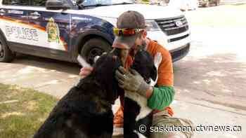 Dogs 'Chewy' and 'Peanut Butter' rescued from Saskatoon house fire - CTV News Saskatoon