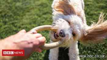 Pet database still plagued with problems, say users