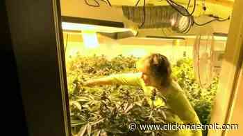 79-year-old woman battles Ypsilanti Township over number of medical marijuana plants caregivers are allowed - WDIV ClickOnDetroit