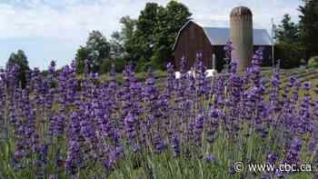 Ontario woman leaves office life behind to help save 115-year-old family farm