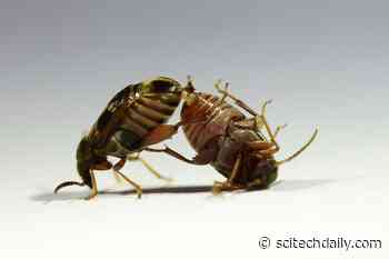 Purging Bad Mutations: Males Help Keep Populations Genetically Healthy