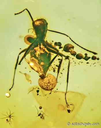 Mushroom Growing Out of 50-Million-Year-Old Fossilized Ant Reveals New Species of Fungal Parasite