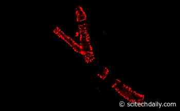 Unexpected Discovery About Zinc Opens a New Way to Regulate Blood Pressure