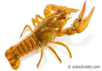 Waste to Treasure: Using Crayfish Shells to Store Energy