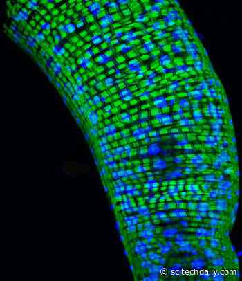 Surprise Discovery Suggests Scientists May Need To Rethink Which Genes Control Aging