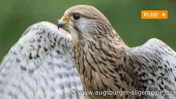 Ein Waldspaziergang: Alle Vögel sind schon da? - Augsburger Allgemeine