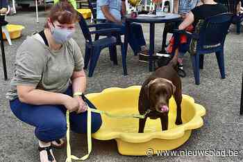Zomerbar voor honden lokt vierhonderd dierenvrienden naar asiel