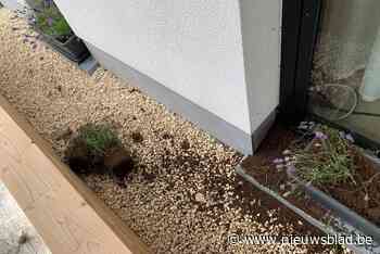 Bloemen- en plantenterreur houdt aan in Willebroek