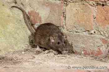 Woman charged with feeding rats, making Rhode Island neighborhood problem worse - PennLive