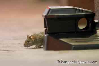 Rhode Island woman charged for feeding rats that exacerbated rodent issue - Bangor Daily News