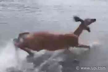 Witnesses use boat to rescue deer in Rhode Island harbor - UPI News