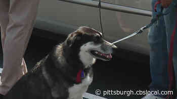 Unity Presbyterian Church Holds Annual Blessing Of The Pets