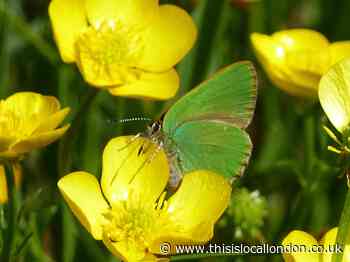 Wild Things Column: Out in search of butterflies