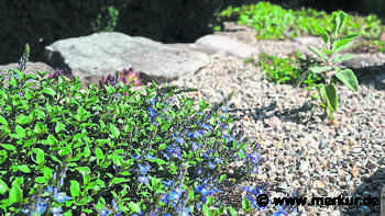 Strengere Regeln zur Gestaltung der Gärten fallen durch - Merkur Online