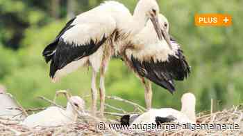 Hier nisten die meisten Störche im Wittelsbacher Land - Augsburger Allgemeine