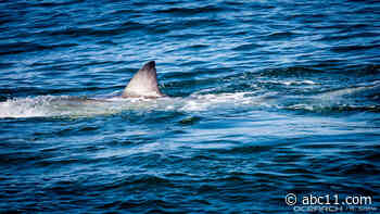 7-year-old bitten by shark off North Carolina coast, mayor says