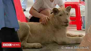 Pet lion confiscated in Cambodia after TikTok videos