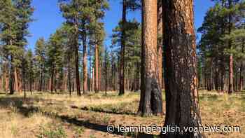 Controlled Burns Seen as a Way to Reduce Large Forest Fires - VOA Learning English