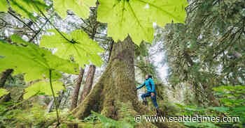 Name the Tongass rainforest a Forest Carbon Reserve to save it - The Seattle Times